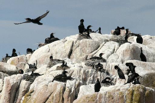 cormorants_IMG_2384.JPG   -   Cormorants nest on uninhabited offshore islands near Acadia National Park. This image was shot from a boat.