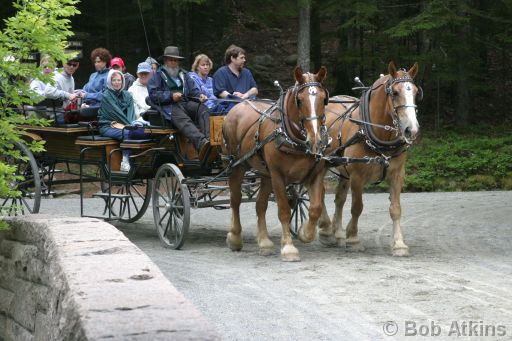 horses_carriage_IMG_2810.JPG   -   Returning to Wildwood Stables after a ride around the carriage roads on Day Mountain, Acadia National Park