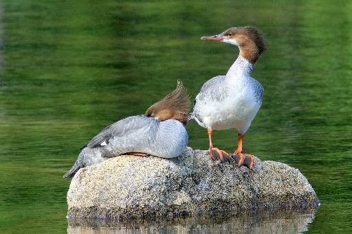 mergansers_IMG_2633.JPG   -   Mergansers on Jordan Pond in Acadia National Park