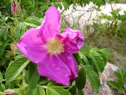 rose_06130042.JPG   -   Roses such as this one are a common sight along the shore in Acadia National Park