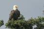 Acadia National Park is home to a number of Bald Eagles. They nest mainly on the uninhabited offshore islands. This image was shot from a boat.