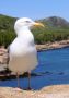 Always ready for a handout, Gulls are a constant presence at any picnic in the park!