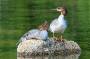 Mergansers on Jordan Pond in Acadia National Park