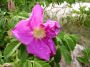 Roses such as this one are a common sight along the shore in Acadia National Park