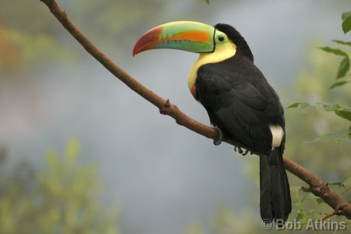 IMG_0014.JPG   -   Bronx Zoo: Toucan (South America)