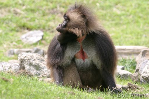 IMG_0042.JPG   -   Bronx Zoo: Baboon (Africa)