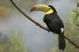 Bronx Zoo: Toucan (South America)