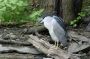 Bronx Zoo: Black Crowned Nigh Herron (North America)