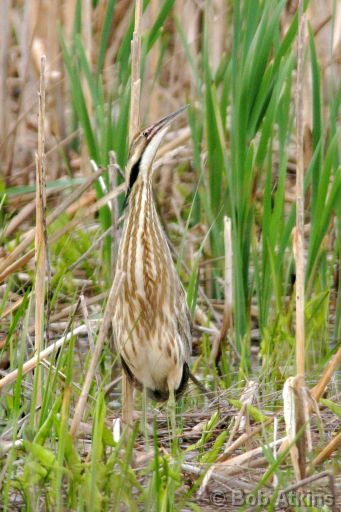 bittern_IMG_1610a.jpg   -   Bittern in the Great Swamp N.W.R., New Jersey