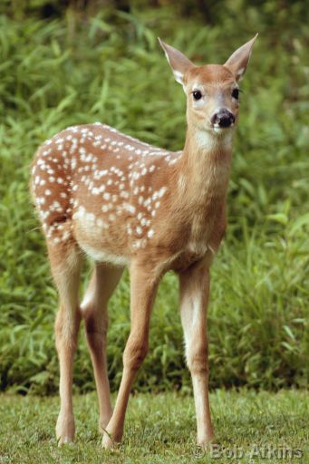 white_tail_deer_IMG_2898a.JPG   -   White tail deer fawn