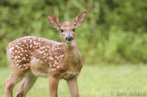 white_tail_deer_IMG_2904a.JPG   -   White tail deer fawn