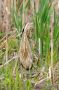 Bittern in the Great Swamp N.W.R., New Jersey