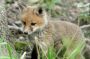 Fox Cub in the Great Swamp N.W.R., New Jersey