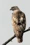 Juvenile red tail hawk in the Great Swamp N.W.R., New Jersey