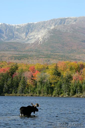 IMG_0122.JPG   -   Moose and Mt. Katahdin, Sandy Stream Pond, Baxter State Park, Maine