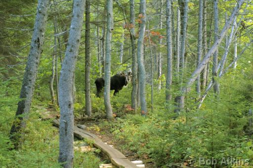 IMG_1088.JPG   -   Moose hiding in the woods, just off the main hiking trail, near Sandy Stream Pond, Baxter State Park, Maine