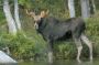 Young Bull Moose, Sandy Stream Pond, Baxter State Park, Maine