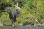 Young Bull Moose, Sandy Stream Pond, Baxter State Park, Maine