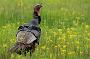 Wild Turkey(s) in the Great Swamp National Wildlife Refuge, New Jersey. The NJ Division of Wildlife's Turkey Restoration Project represents one of the greatest wildlife management success stories in the history of the state. By the mid-1800s, turkeys had disappeared in New Jersey due to habitat changes and killing for food. Wild turkeys were reintroduced in 1977 with the release of 22 birds. The current population is estimated at 20,000 - 23,000.