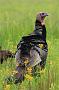 Wild Turkey(s) in the Great Swamp National Wildlife Refuge, New Jersey. The NJ Division of Wildlife's Turkey Restoration Project represents one of the greatest wildlife management success stories in the history of the state. By the mid-1800s, turkeys had disappeared in New Jersey due to habitat changes and killing for food. Wild turkeys were reintroduced in 1977 with the release of 22 birds. The current population is estimated at 20,000 - 23,000.