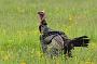 Wild Turkey(s) in the Great Swamp National Wildlife Refuge, New Jersey. The NJ Division of Wildlife's Turkey Restoration Project represents one of the greatest wildlife management success stories in the history of the state. By the mid-1800s, turkeys had disappeared in New Jersey due to habitat changes and killing for food. Wild turkeys were reintroduced in 1977 with the release of 22 birds. The current population is estimated at 20,000 - 23,000.