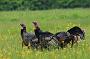 Wild Turkey(s) in the Great Swamp National Wildlife Refuge, New Jersey. The NJ Division of Wildlife's Turkey Restoration Project represents one of the greatest wildlife management success stories in the history of the state. By the mid-1800s, turkeys had disappeared in New Jersey due to habitat changes and killing for food. Wild turkeys were reintroduced in 1977 with the release of 22 birds. The current population is estimated at 20,000 - 23,000.