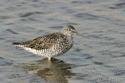 IMG_1767b.JPG   -   Yellowlegs, William B. Forsythe (