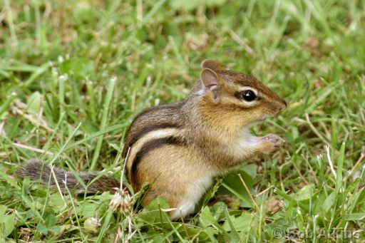 chipmunk_IMG_2937a.JPG   -   Eastern Chipmunk