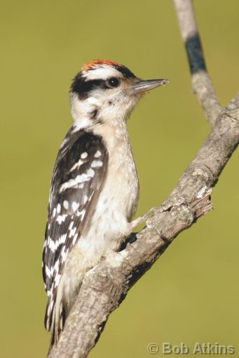 downy_IMG_2907a.JPG   -   Juvenile Downy Woodpecker