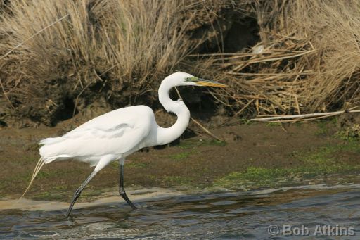 egret_IMG_1752a.JPG   -   Great Egret, William B. Forsythe (