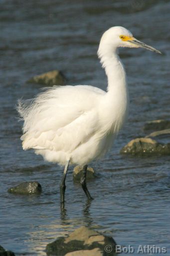 egret_IMG_1783pp-hnf.jpg   -   Snowy Egret, William B. Forsythe (