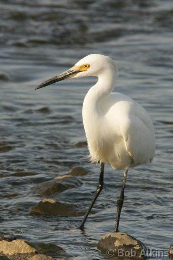 egret_IMG_1803a.jpg   -   Snowy Egret, William B. Forsythe (