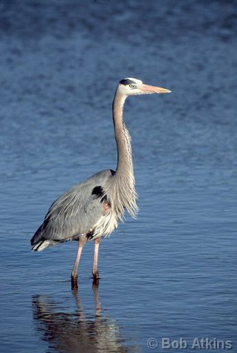 heron_bbh0002a.jpg   -   Great Blue Heron, William B. Forsythe (