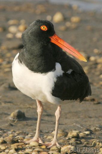 oystercatcher_IMG_1813a.JPG   -   Oystercatcher, William B. Forsythe (