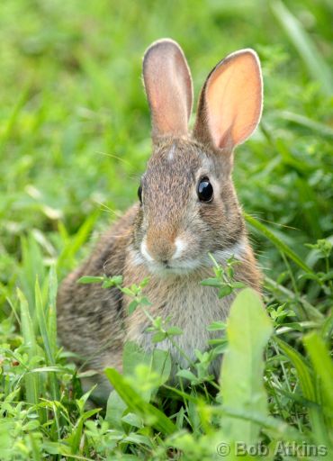 rabbit_IMG_0198.JPG   -   Juvenille Eastern Cottontail, William B. Forsythe (