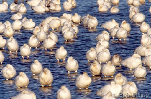 snow_geese_bsg0001.jpg   -   Snow Geese sleeping, William B. Forsythe (