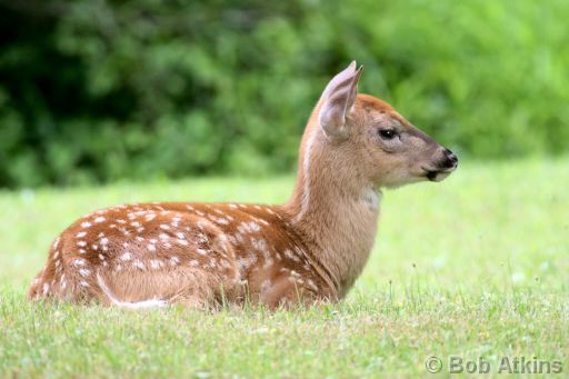 white_tail_IMG_2966.JPG   -   White Tail Deer fawn