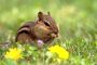 Eastern Chipmunk