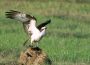 Osprey with fish, William B. Forsythe (