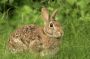 Eastern Cottontail Rabbit