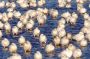 Snow Geese sleeping, William B. Forsythe (