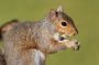 Gray Squirrel