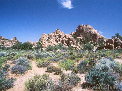 desert_TEMP0538.JPG   -   Joshua Tree National Park, California