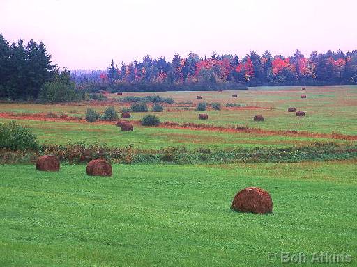 fall_TEMP0525.JPG   -   fall fields, Maine