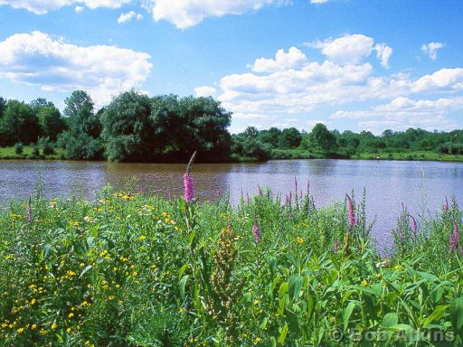 lake_TEMP0502.JPG   -   Lake and flowers, New Jersey