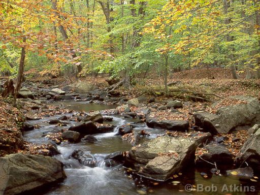 river_TEMP0458.JPG   -   River, Scherman-Hoffman Wildlife Sancturay, New Jersey