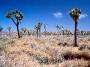 Joshua Trees, Joshua Tree National Park, California