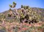 Joshua Tree, Joshua Tree National Park, California