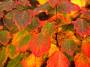 Fall foliage, Acadia National Park, Maine