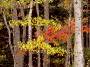 Fall foliage, Acadia National Park, Maine